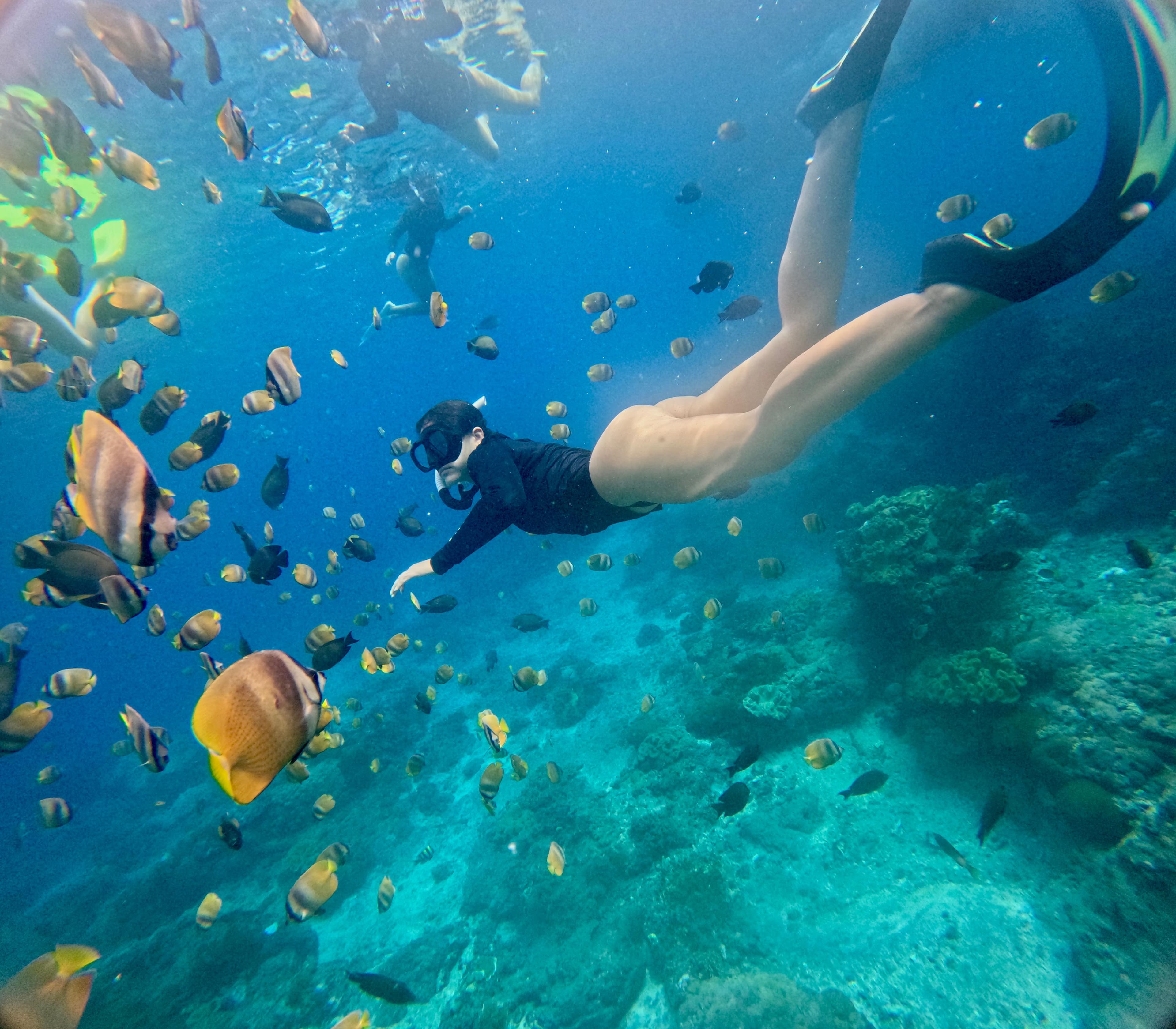 6 Amazing Marine Animals You Can See While Snorkeling in Nusa Lembongan with SakOcean